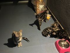 -AOE 火焰 剧本密室狼人杀
