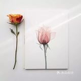 她画的水彩花卉🌺晶莹剔透～