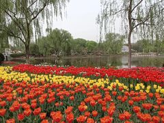 -石家庄市植物园