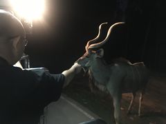 -清迈夜间动物园
