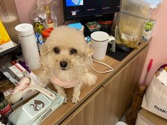 -FAELING PETS美天灵宠物(富力广场店)