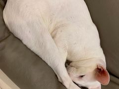-飞行喵MR PILOT|猫舍·猫咖(静安大融城店)