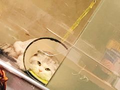 -PETKIT小佩宠物(昭化店)