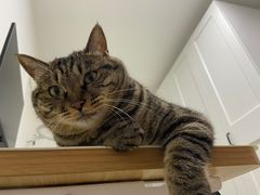 -纳吉亚猫专科动物医院博雅分院