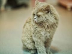 -我爱猫咪·猫咖·狗咖·安哥拉兔·羊驼咖(小寨华旗店)