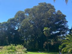 -墨尔本皇家植物园