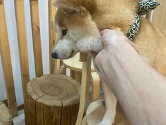 -柴迷FANS CLUB·柴犬狗咖·猫咖