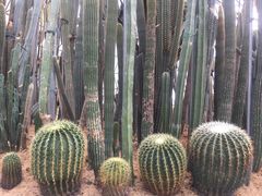 -深圳仙湖植物园