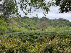-野蔓果·山野菜(西湖景区·龙井茶田店)