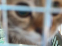 -博特宠物医院24h犬猫全科.骨科·异宠