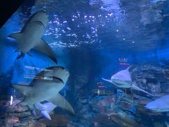 -烟台海昌鲸鲨海洋公园