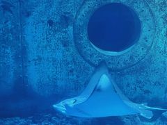 -大连圣亚海洋世界