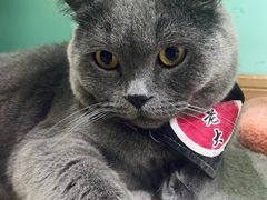 -猫在这儿猫咪咖啡馆·撸猫馆