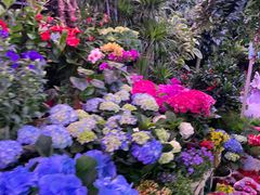 -花鸟鱼虫鲜花绿植市场(玉泉路店)