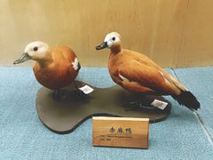 -陕西自然博物馆