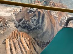 -栾川竹海野生动物园