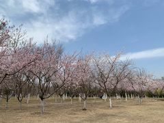 -大兴滨河森林公园