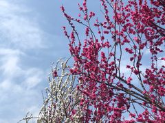 -老茶树山水庭院火锅(126店)