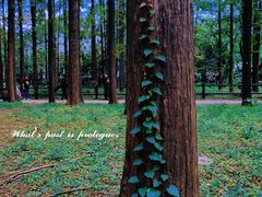 -上海共青森林公园