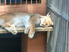 -青藏高原野生动物园