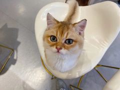 -飞行喵MR PILOT|猫舍·猫咖(静安大融城店)