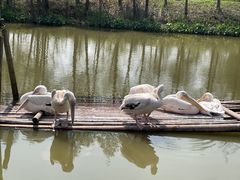 -宁波杭州湾国家湿地公园