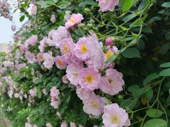 -无锡师范学校附属小学(学前街校区)