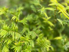 -心无尘茶餐馆(径山村店)