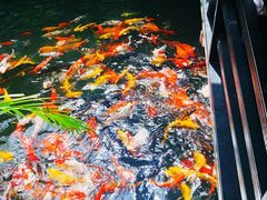 -优之名鹅城