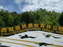 -西双版纳原始森林公园