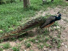 -银树楼(紫玉山庄东区店)