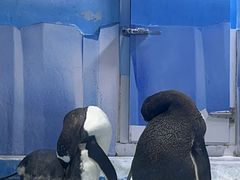 -海合安成都极地海洋公园
