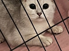 -伟伟宠物医院·CT影像中心·瑞派犬猫综合性门诊(汉口总院)