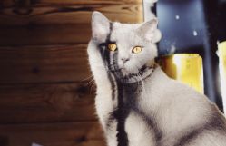 -飛凡TATTOO纹身•原创