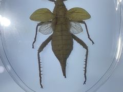 -上海昆虫博物馆