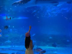 -烟台海昌鲸鲨海洋公园