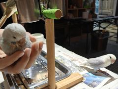 -深圳鸟咖鹦花岛
