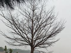 -深圳湾公园(南山区)