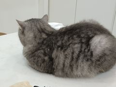 -喵园·猫主题咖啡厅·撸猫·猫咖(国贸店)