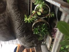 -海边的猫和咖啡馆
