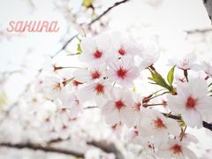 -顾村公园