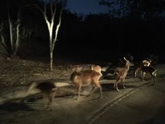 -清迈夜间动物园