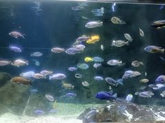-江和美海洋公园
