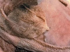 -锅首鲜品火锅(鸳鸯店)