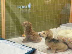 -帕帕拉兹宠物(亚洲旗舰店)