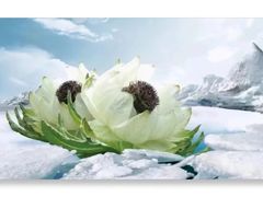 -溪岸路花鸟市场