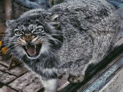 -青藏高原野生动物园
