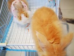 -怪兽屋·羊驼·猫咖·狗咖(俊华广场店)