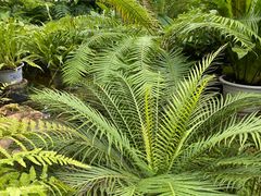 -北京植物园-展览温室