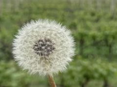 -圣露庄园·露营·烤肉·亲子